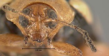 Media type: image; Entomology 18769   Aspect: head frontal view